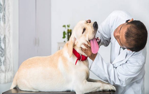 The Health Of Your Favorite Pet – Annual Checkups Are Essential
