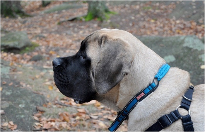 Dog Breeds