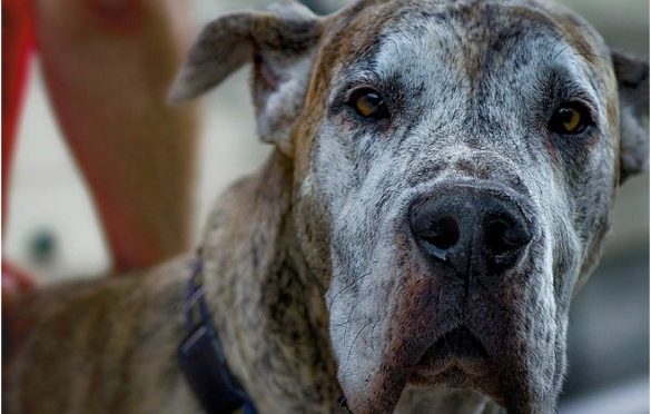 What Are The Biggest Dog Breeds?