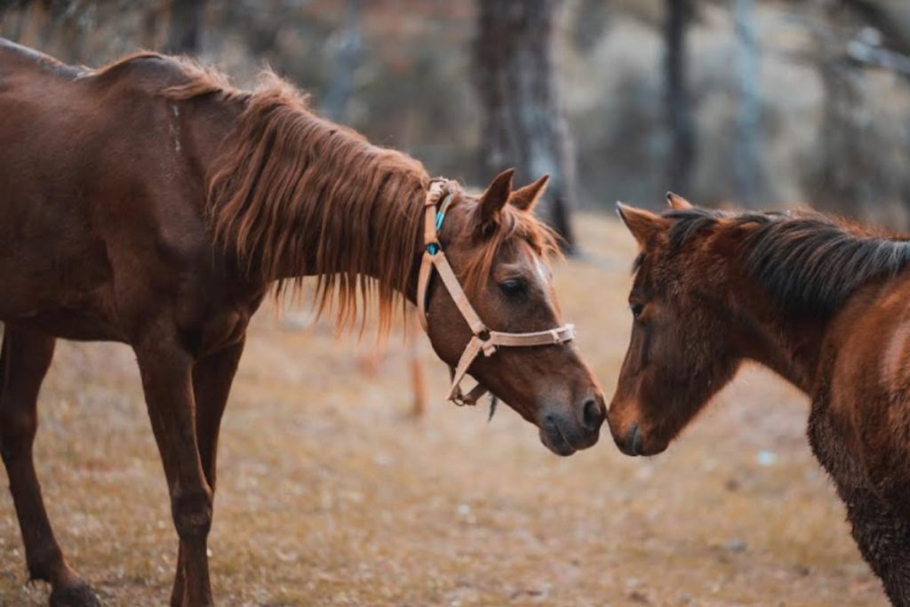Virtual Horse Racing